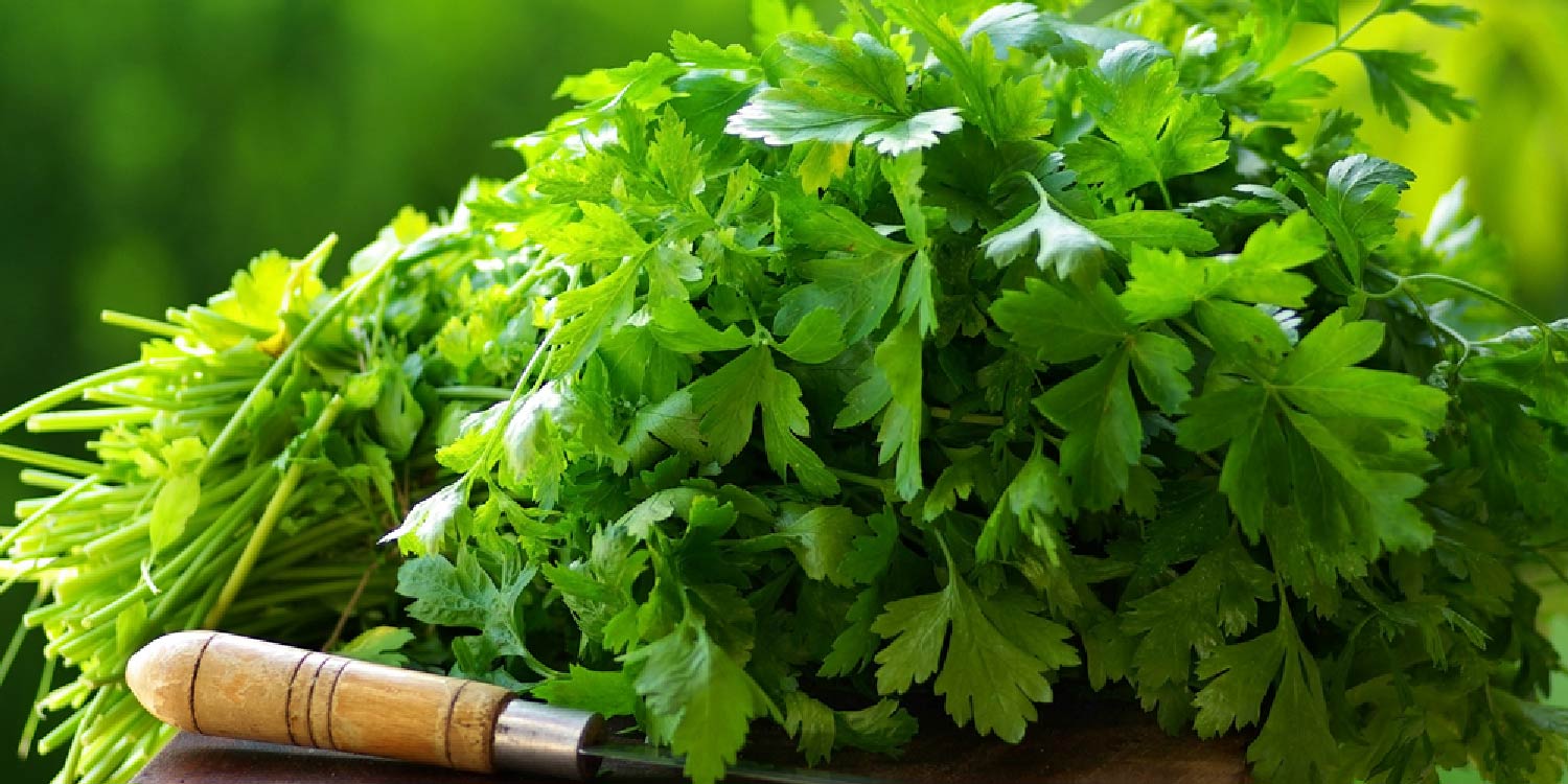 Dhania: Giligilani (Coriander)