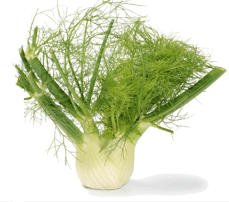Fennel